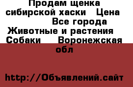 Продам щенка сибирской хаски › Цена ­ 8 000 - Все города Животные и растения » Собаки   . Воронежская обл.